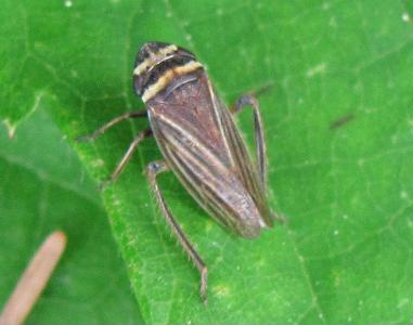 Aphrodes sp. dal Piemonte : biellese